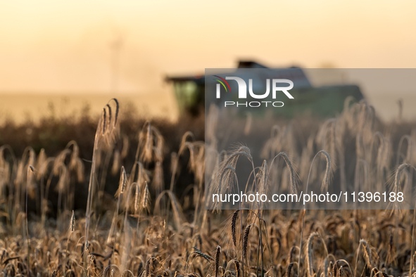 A combain is seen on a field between agricultural produce against a sunset in a countryside in a village near Radom, Poland on July 9, 2024...