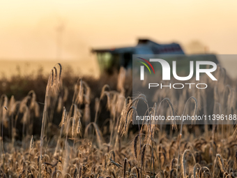 A combain is seen on a field between agricultural produce against a sunset in a countryside in a village near Radom, Poland on July 9, 2024...