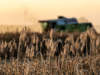 A combain is seen on a field between agricultural produce against a sunset in a countryside in a village near Radom, Poland on July 9, 2024...