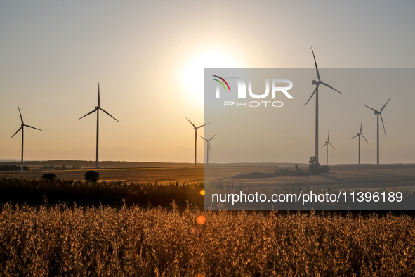 Wind turbines are seen on a wind farm on a field between agricultural produce against a sunset in a countryside in a village near Radom, Pol...