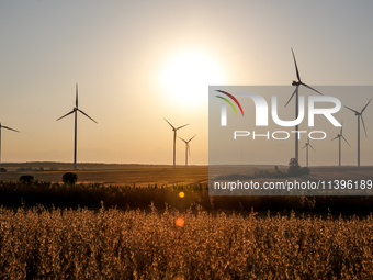 Wind turbines are seen on a wind farm on a field between agricultural produce against a sunset in a countryside in a village near Radom, Pol...