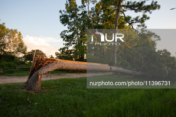 A large pine tree is being snapped at its base by the powerful winds of Hurricane Beryl in Memorial Park in Houston, Texas, on July 9, 2024....