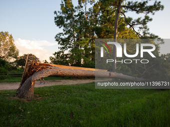 A large pine tree is being snapped at its base by the powerful winds of Hurricane Beryl in Memorial Park in Houston, Texas, on July 9, 2024....