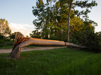 A large pine tree is being snapped at its base by the powerful winds of Hurricane Beryl in Memorial Park in Houston, Texas, on July 9, 2024....