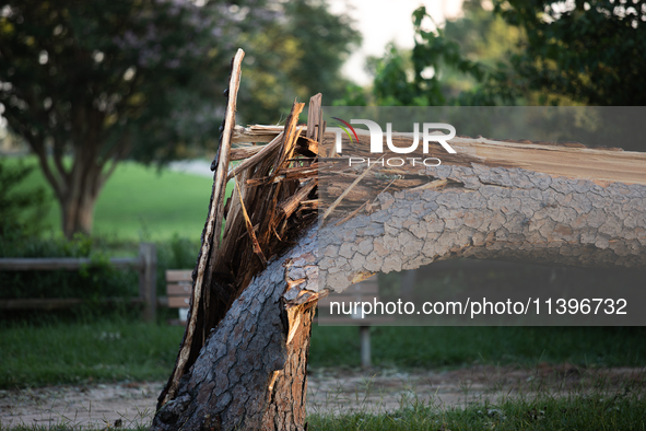 A large pine tree is being snapped at its base by the powerful winds of Hurricane Beryl in Memorial Park in Houston, Texas, on July 9, 2024....