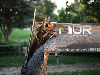 A large pine tree is being snapped at its base by the powerful winds of Hurricane Beryl in Memorial Park in Houston, Texas, on July 9, 2024....