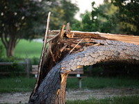 A large pine tree is being snapped at its base by the powerful winds of Hurricane Beryl in Memorial Park in Houston, Texas, on July 9, 2024....