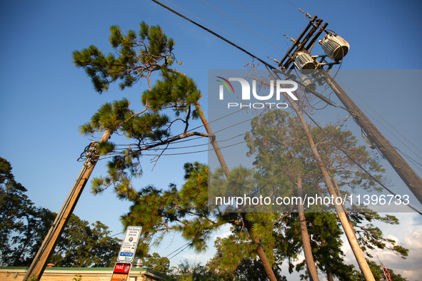 A pine tree is leaning on a power line after succumbing to the powerful winds of Hurricane Beryl as seen in Memorial Park in Houston, Texas,...