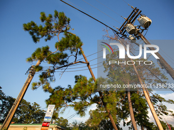 A pine tree is leaning on a power line after succumbing to the powerful winds of Hurricane Beryl as seen in Memorial Park in Houston, Texas,...