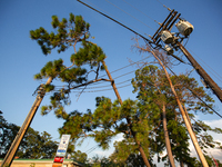 A pine tree is leaning on a power line after succumbing to the powerful winds of Hurricane Beryl as seen in Memorial Park in Houston, Texas,...