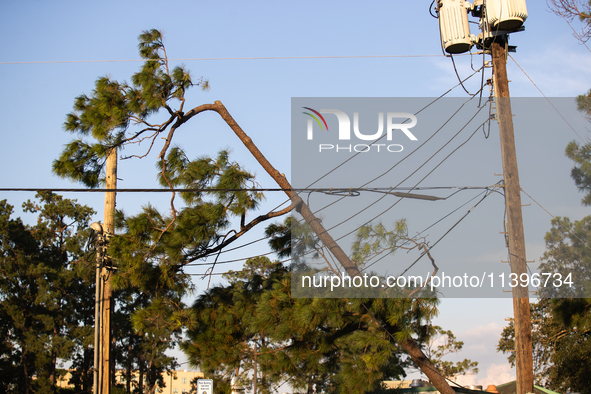 A pine tree is leaning on a power line after succumbing to the powerful winds of Hurricane Beryl as seen in Memorial Park in Houston, Texas,...