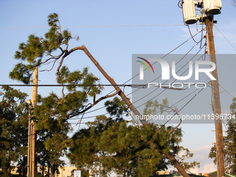 A pine tree is leaning on a power line after succumbing to the powerful winds of Hurricane Beryl as seen in Memorial Park in Houston, Texas,...