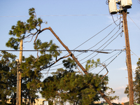 A pine tree is leaning on a power line after succumbing to the powerful winds of Hurricane Beryl as seen in Memorial Park in Houston, Texas,...