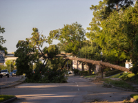 A fallen tree is partially blocking Kirby Drive near the intersection of Kirby and Shepherd in Houston, Texas, on July 9, 2024. (