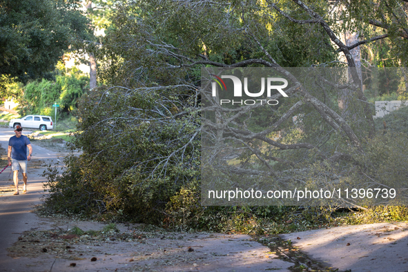 A man is walking past a fallen tree in the River Oaks neighborhood of Houston, Texas, on July 9, 2024. 