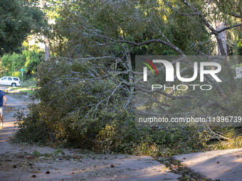 A man is walking past a fallen tree in the River Oaks neighborhood of Houston, Texas, on July 9, 2024. (