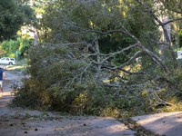 A man is walking past a fallen tree in the River Oaks neighborhood of Houston, Texas, on July 9, 2024. (