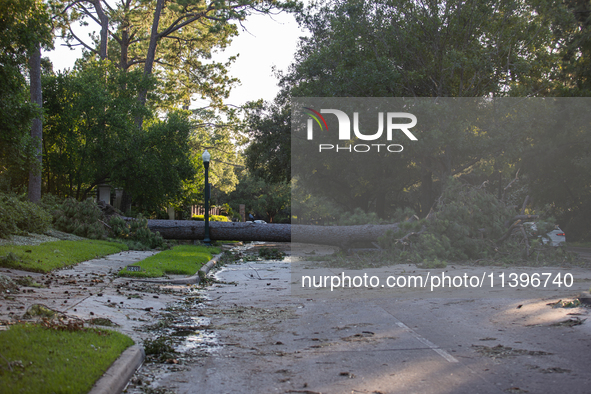 A fall tree is blocking Kirby Drive in Houston, Texas, on July 9, 2024. 