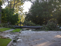 A fall tree is blocking Kirby Drive in Houston, Texas, on July 9, 2024. (