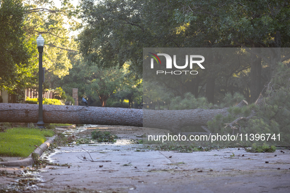 A fall tree is blocking Kirby Drive in Houston, Texas, on July 9, 2024. 