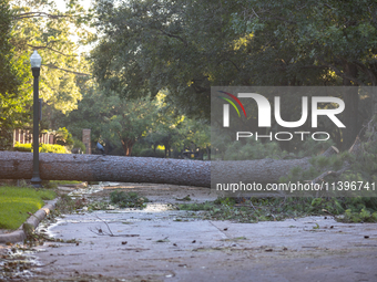 A fall tree is blocking Kirby Drive in Houston, Texas, on July 9, 2024. (