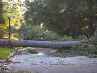 A fall tree is blocking Kirby Drive in Houston, Texas, on July 9, 2024. (