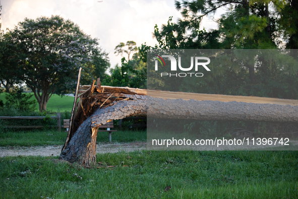 A large pine tree is being snapped at its base by the powerful winds of Hurricane Beryl in Memorial Park in Houston, Texas, on July 9, 2024....