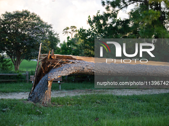 A large pine tree is being snapped at its base by the powerful winds of Hurricane Beryl in Memorial Park in Houston, Texas, on July 9, 2024....