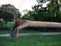 A large pine tree is being snapped at its base by the powerful winds of Hurricane Beryl in Memorial Park in Houston, Texas, on July 9, 2024....