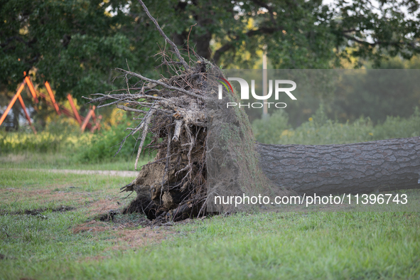 An uprooted tree at Memorial Park is conveying the power of Hurricane Beryl during its short tour through Houston, in Houston, Texas, on Jul...