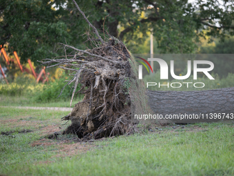 An uprooted tree at Memorial Park is conveying the power of Hurricane Beryl during its short tour through Houston, in Houston, Texas, on Jul...