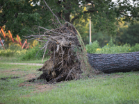 An uprooted tree at Memorial Park is conveying the power of Hurricane Beryl during its short tour through Houston, in Houston, Texas, on Jul...