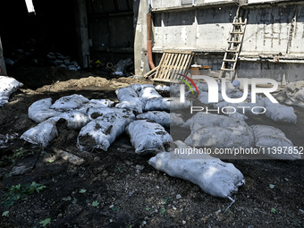 Sacks are being scattered on the premises of a hangar with agricultural products damaged by the July 8 Russian missile attack in Vilniansk,...