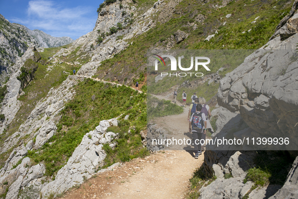 The Cares Trail (Ruta del Cares) in Asturias, Spain, on July 11, 2024, is one of the most popular trekking paths within the Picos de Europa....