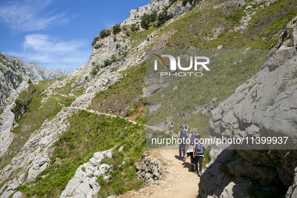 The Cares Trail (Ruta del Cares) in Asturias, Spain, on July 11, 2024, is one of the most popular trekking paths within the Picos de Europa....