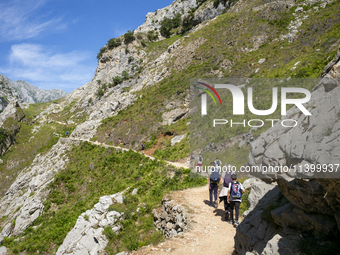 The Cares Trail (Ruta del Cares) in Asturias, Spain, on July 11, 2024, is one of the most popular trekking paths within the Picos de Europa....