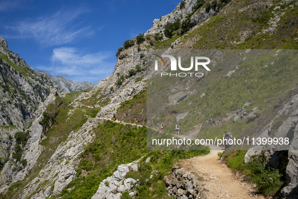 The Cares Trail (Ruta del Cares) in Asturias, Spain, on July 11, 2024, is one of the most popular trekking paths within the Picos de Europa....