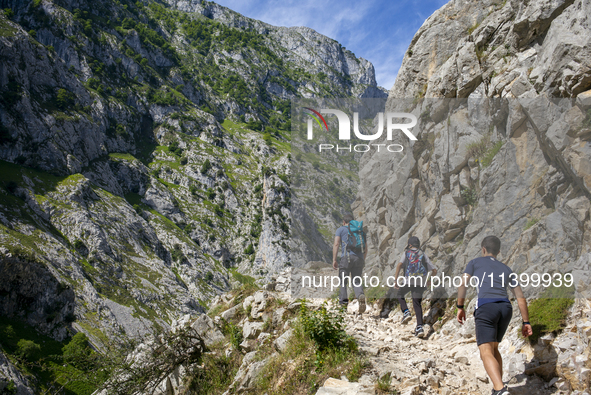 The Cares Trail (Ruta del Cares) in Asturias, Spain, on July 11, 2024, is one of the most popular trekking paths within the Picos de Europa....