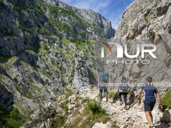 The Cares Trail (Ruta del Cares) in Asturias, Spain, on July 11, 2024, is one of the most popular trekking paths within the Picos de Europa....