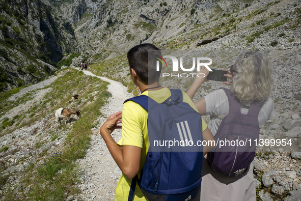 The Cares Trail (Ruta del Cares) in Asturias, Spain, on July 11, 2024, is one of the most popular trekking paths within the Picos de Europa....