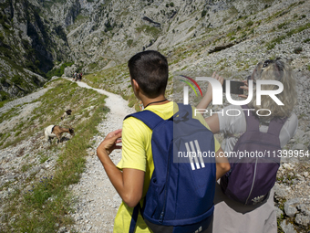 The Cares Trail (Ruta del Cares) in Asturias, Spain, on July 11, 2024, is one of the most popular trekking paths within the Picos de Europa....