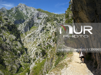 The Cares Trail (Ruta del Cares) in Asturias, Spain, on July 11, 2024, is one of the most popular trekking paths within the Picos de Europa....