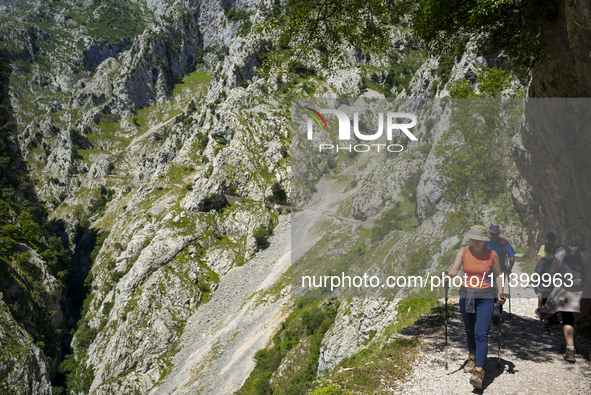 The Cares Trail (Ruta del Cares) in Asturias, Spain, on July 11, 2024, is one of the most popular trekking paths within the Picos de Europa....