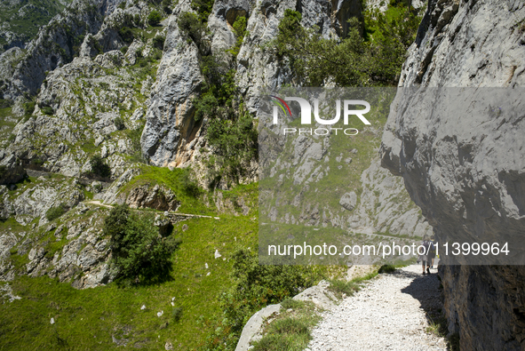 The Cares Trail (Ruta del Cares) in Asturias, Spain, on July 11, 2024, is one of the most popular trekking paths within the Picos de Europa....