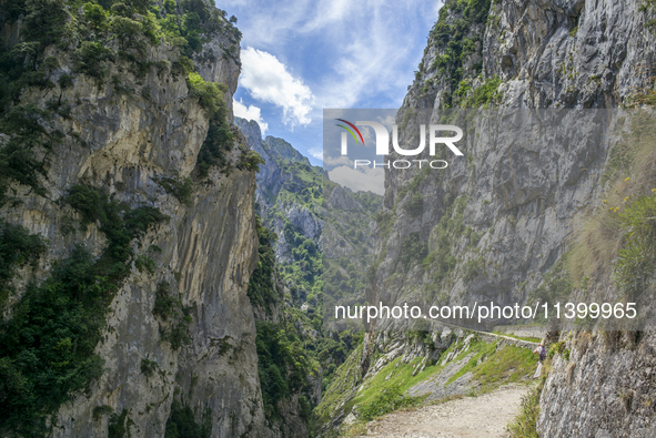 The Cares Trail (Ruta del Cares) in Asturias, Spain, on July 11, 2024, is one of the most popular trekking paths within the Picos de Europa....