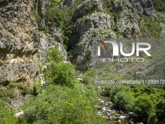 The Cares Trail (Ruta del Cares) in Asturias, Spain, on July 11, 2024, is one of the most popular trekking paths within the Picos de Europa....