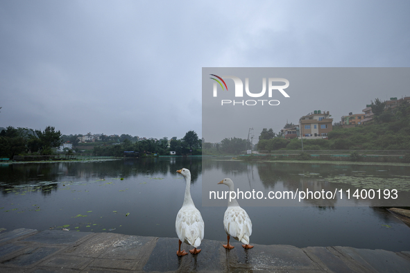 A pair of ducks are standing on the edge of a pond in Lalitpur, Nepal, on July 11, 2024, as the monsoon clouds are gathering on the horizon....