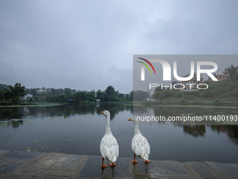 A pair of ducks are standing on the edge of a pond in Lalitpur, Nepal, on July 11, 2024, as the monsoon clouds are gathering on the horizon....