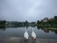 A pair of ducks are standing on the edge of a pond in Lalitpur, Nepal, on July 11, 2024, as the monsoon clouds are gathering on the horizon....