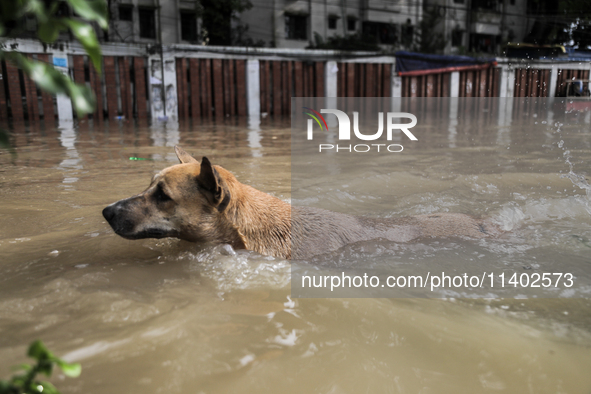 A dog is wading through a waterlogged street after a heavy downpour in Dhaka, Bangladesh, on July 12, 2024. 